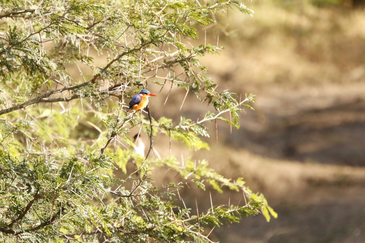 Malachite Kingfisher - Maxence Pajot