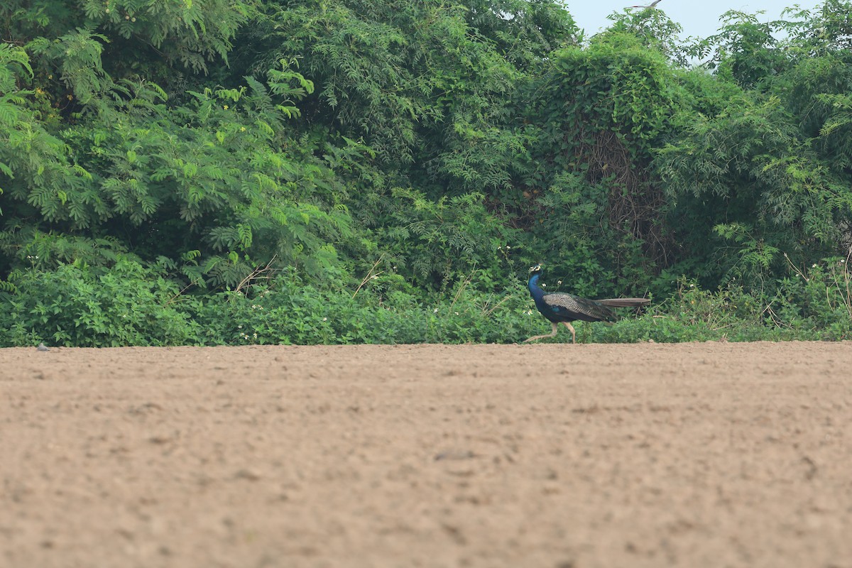 Indian Peafowl - ML622764661