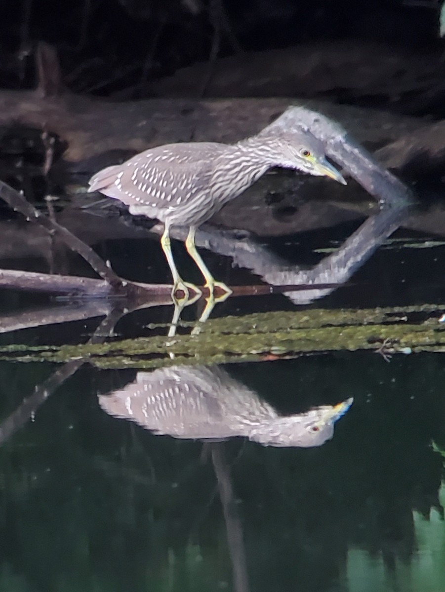 Black-crowned Night Heron - ML622764670