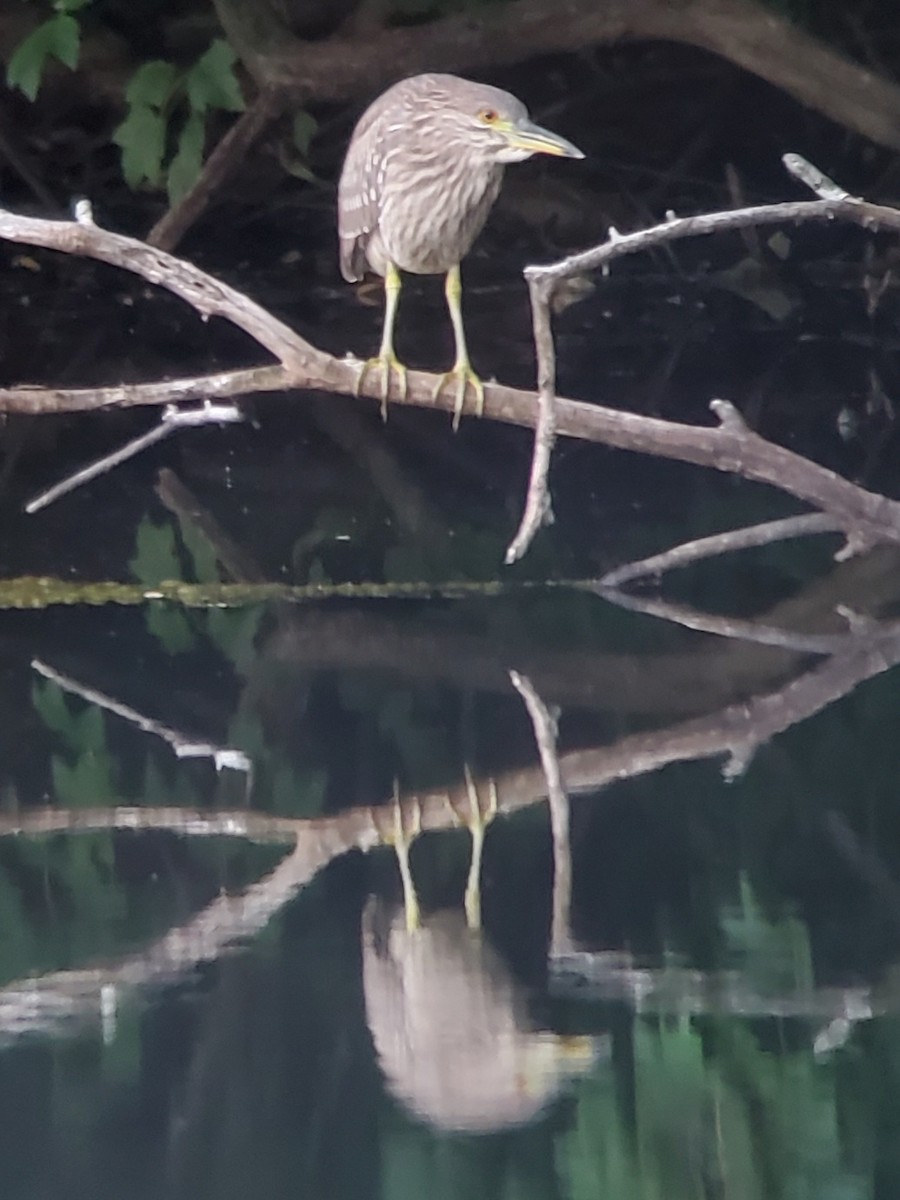 Black-crowned Night Heron - ML622764671