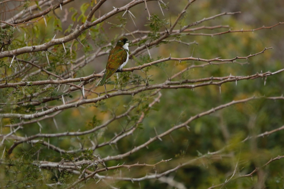 Klaas's Cuckoo - ML622764686