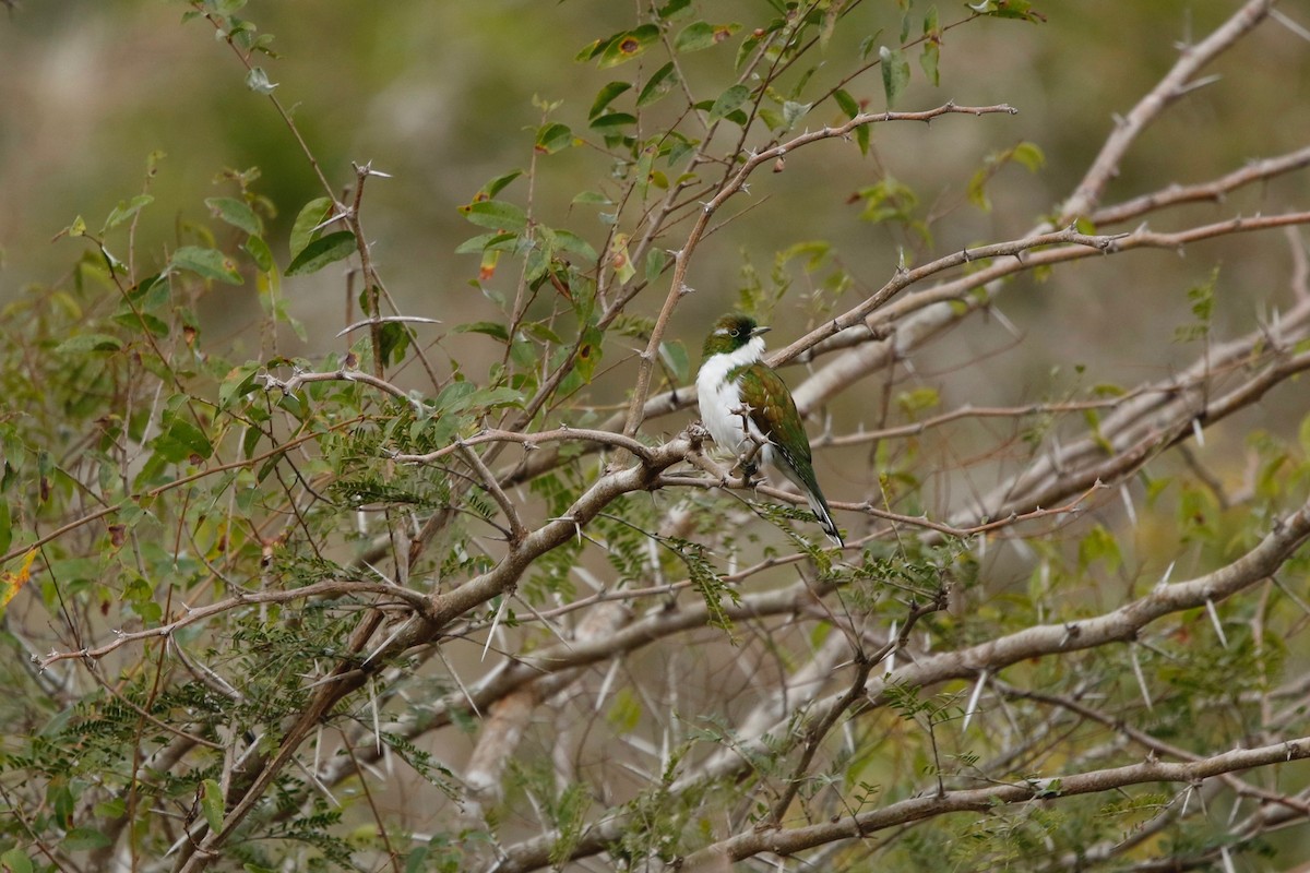 Klaas's Cuckoo - ML622764687