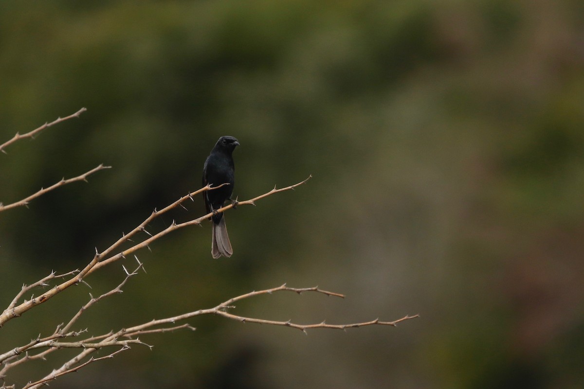 African Dusky Flycatcher - ML622764698