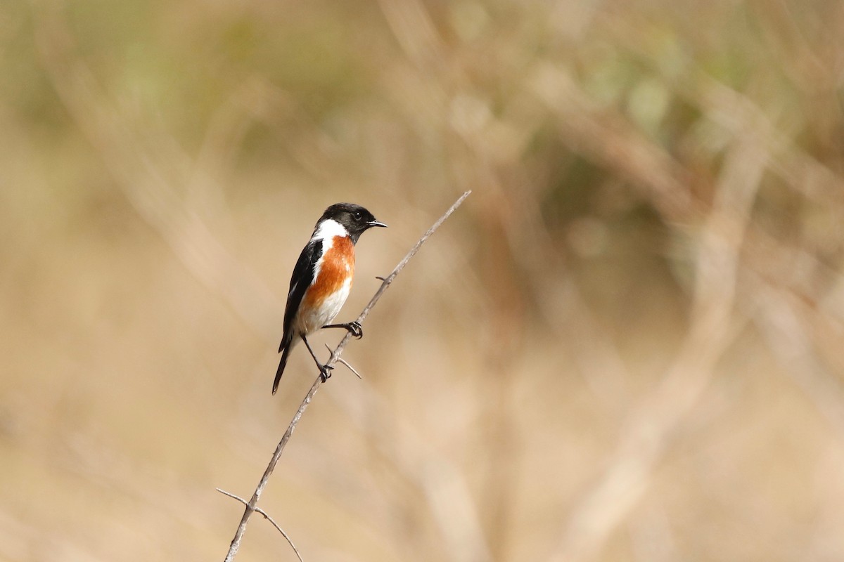 African Stonechat - ML622764707