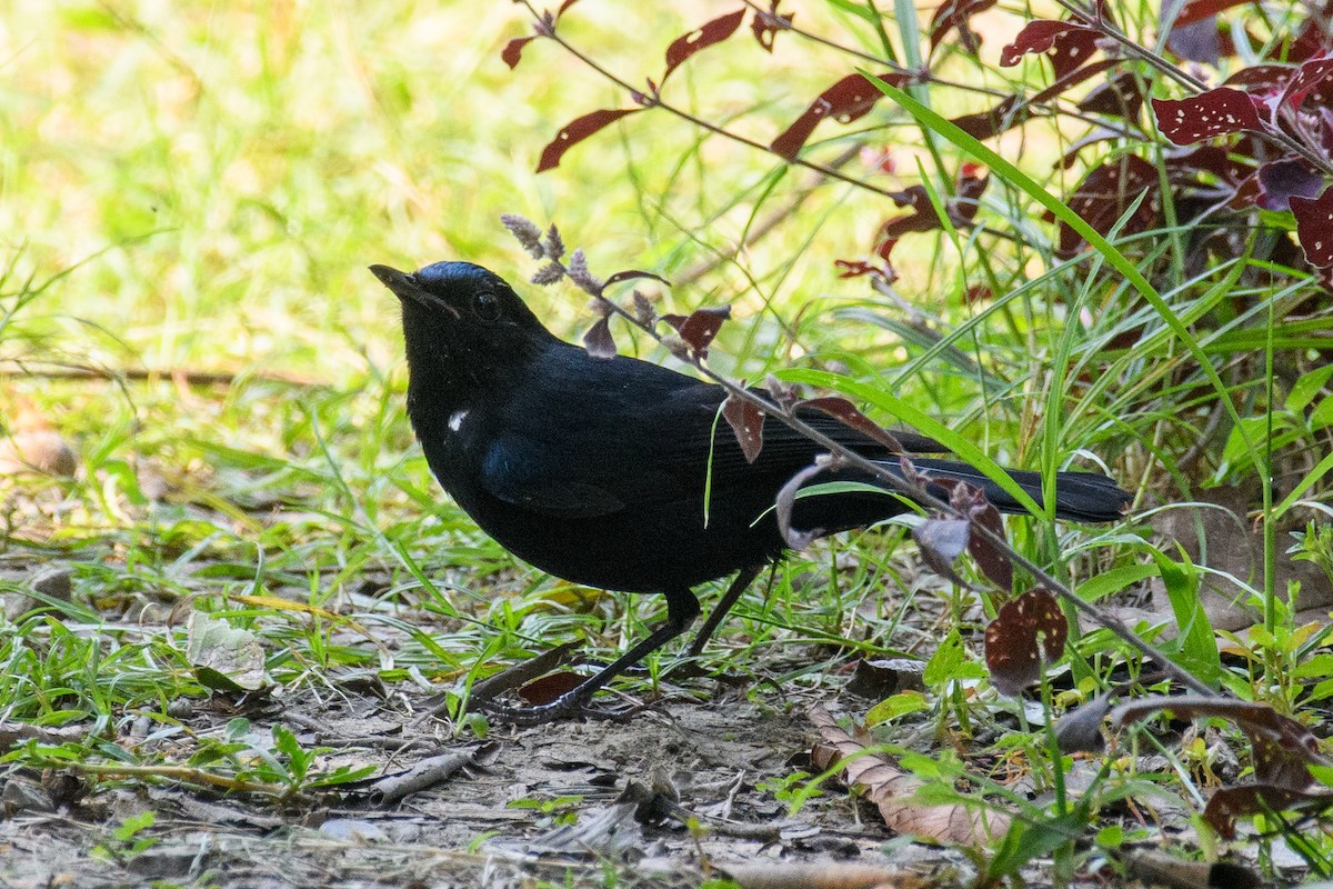 White-tailed Robin - ML622764724