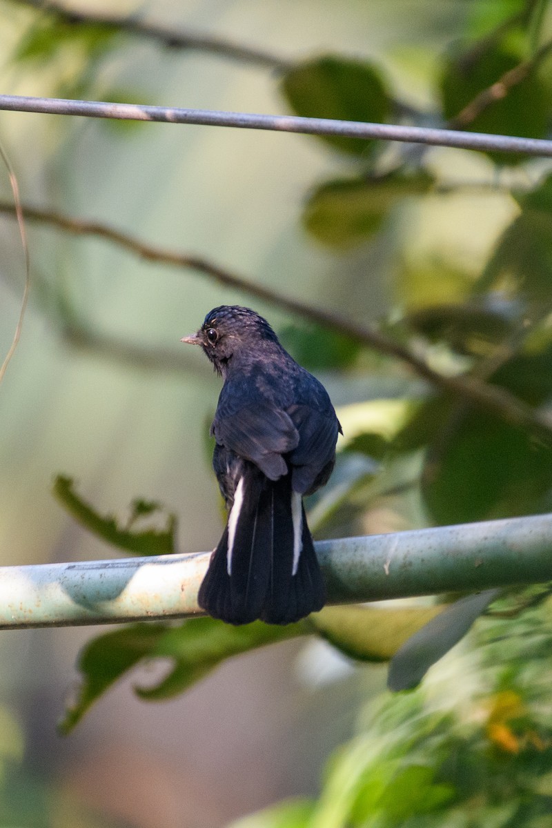 White-tailed Robin - ML622764725