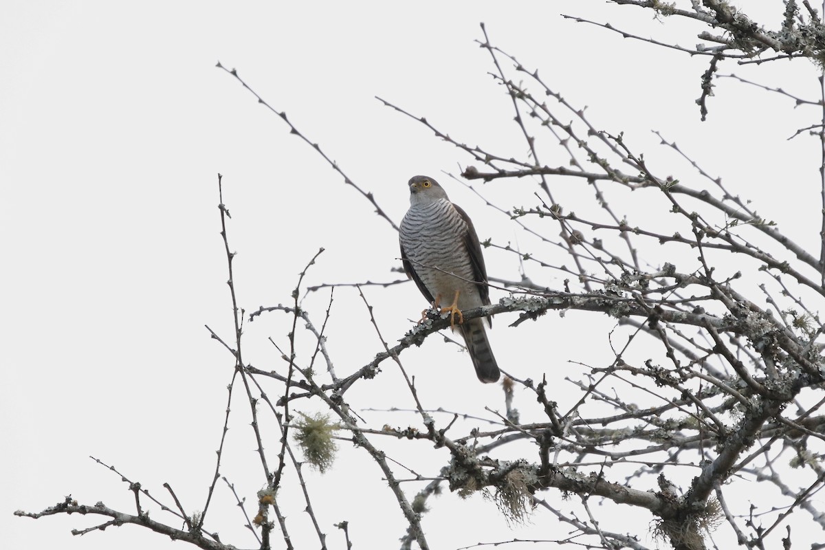 Little Sparrowhawk - ML622764747