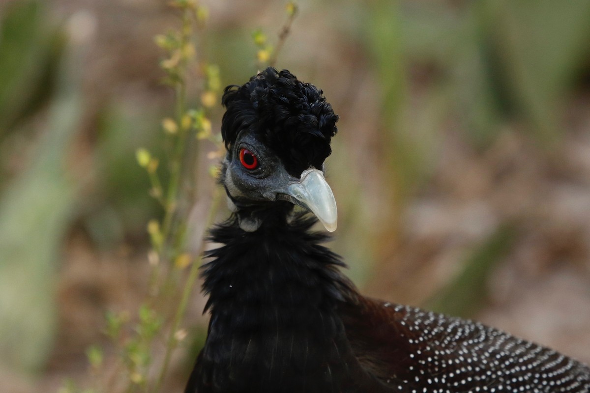 Southern Crested Guineafowl - ML622764769