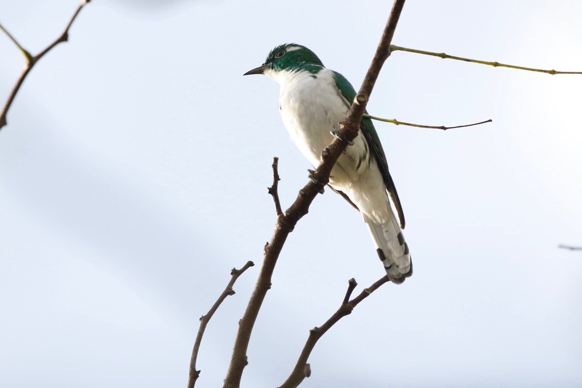 Klaas's Cuckoo - Maxence Pajot