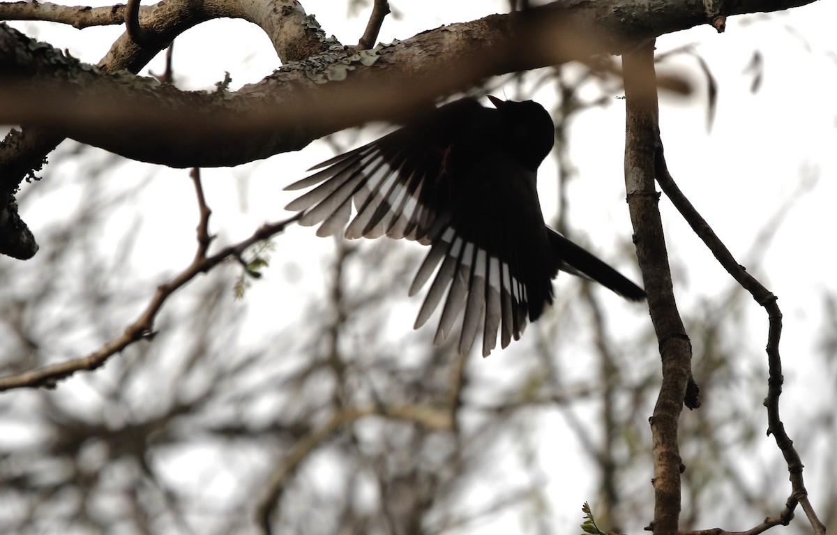 Retz's Helmetshrike - ML622764778