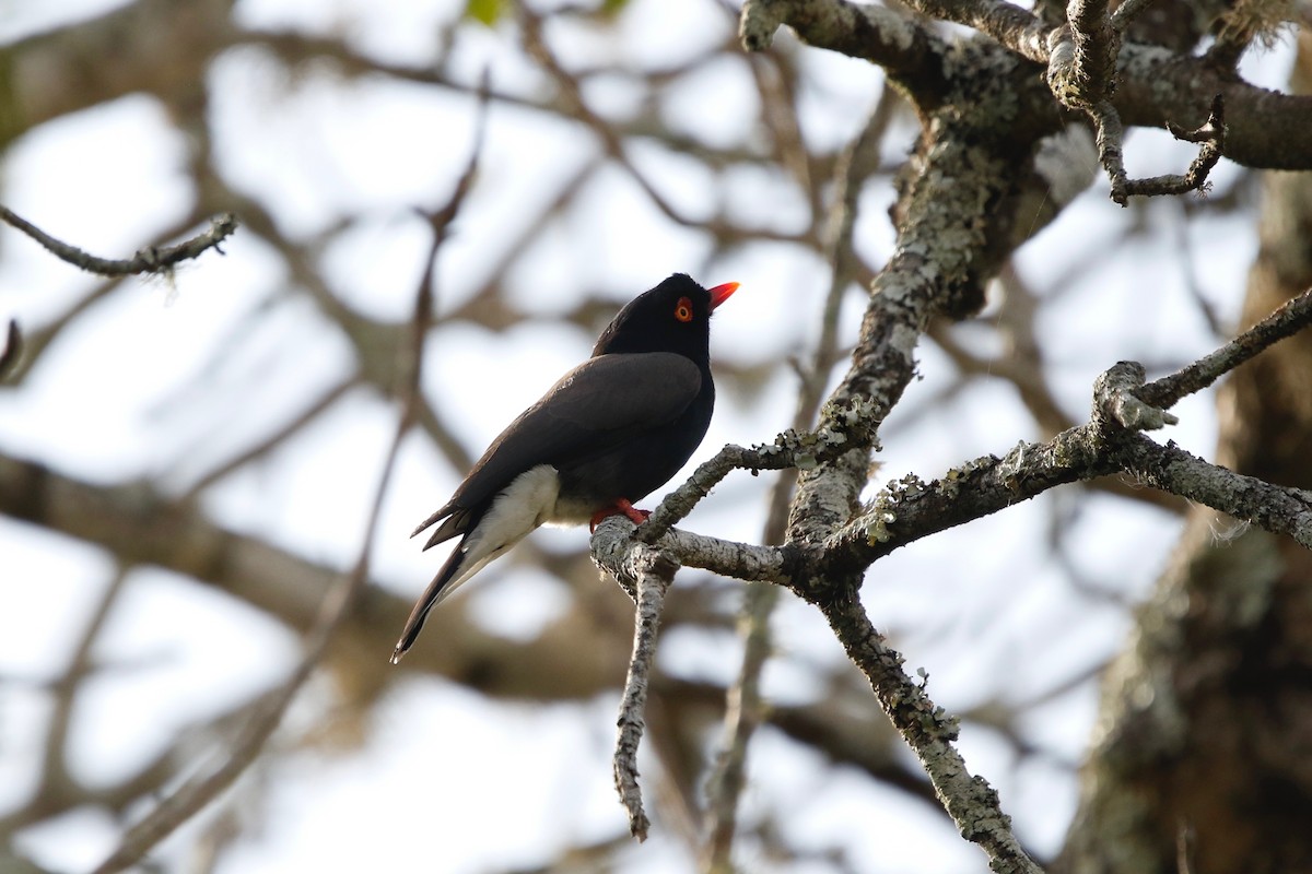 Retz's Helmetshrike - ML622764779