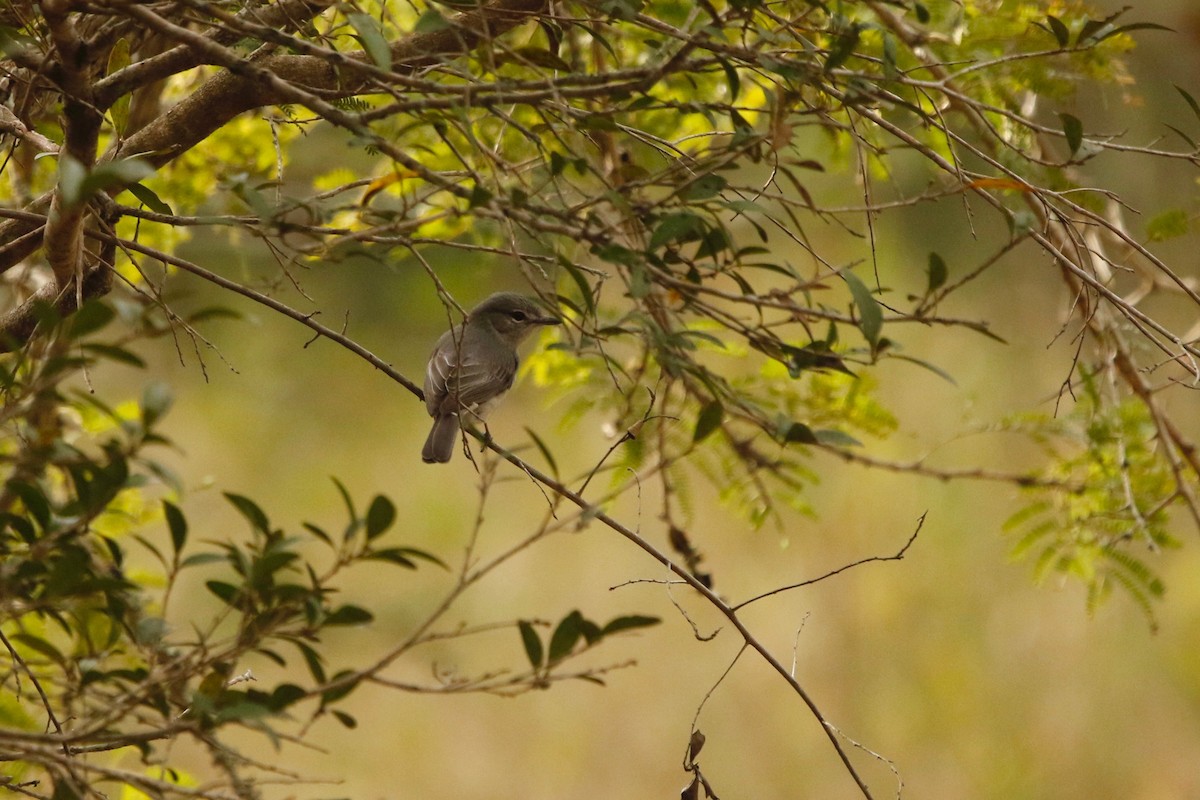 Ashy Flycatcher - Maxence Pajot