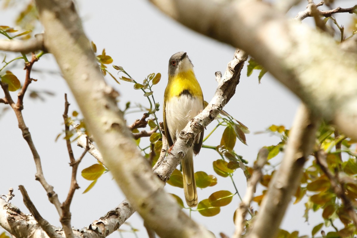 Yellow-breasted Apalis - ML622764804