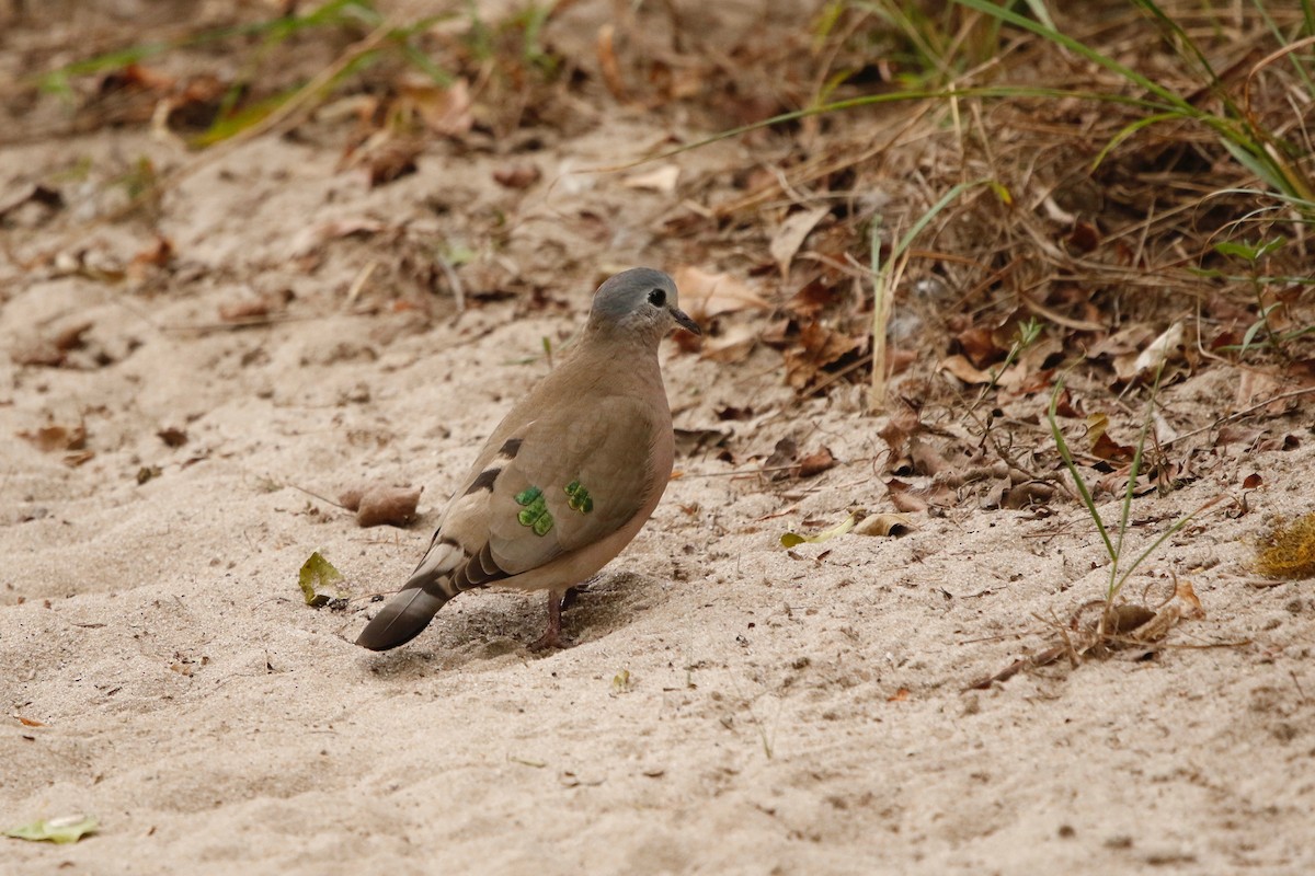 Emerald-spotted Wood-Dove - ML622764811