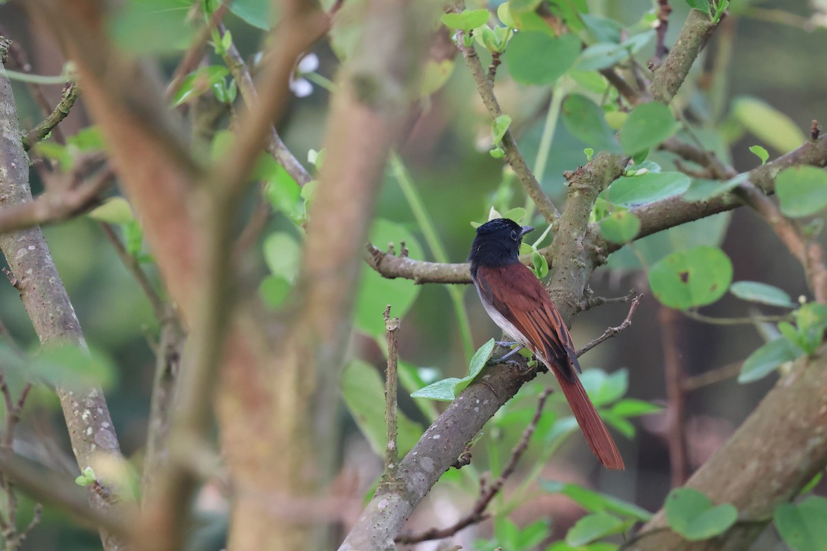 Amur Paradise-Flycatcher - ML622764880