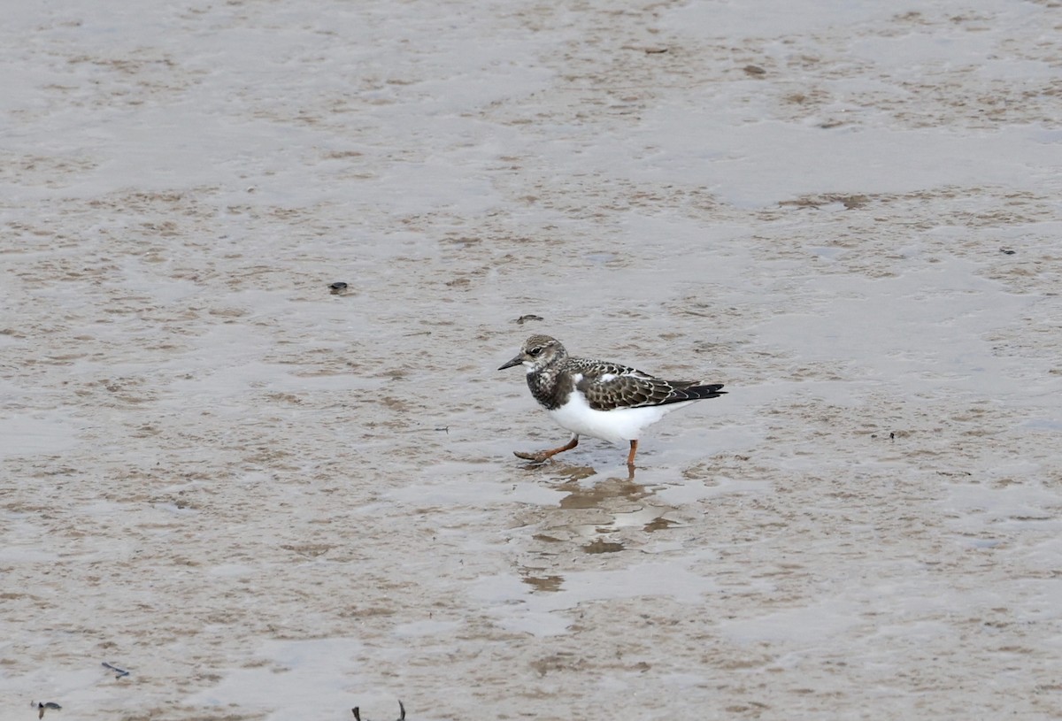 Ruddy Turnstone - Will Scott