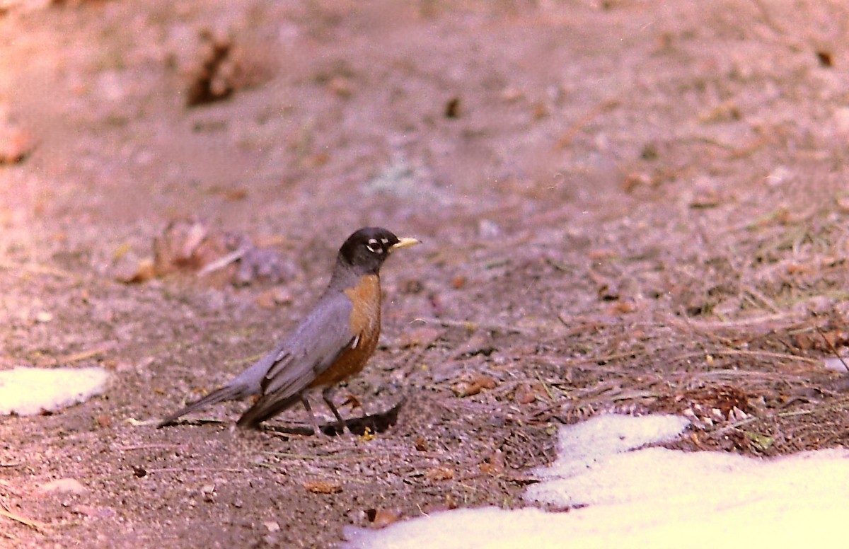 American Robin - ML622764937