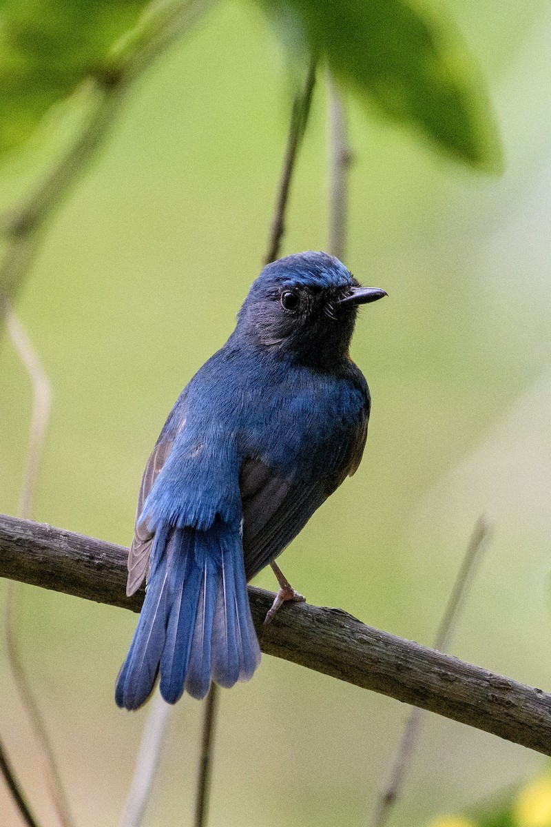 Blue-throated Flycatcher - ML622764943