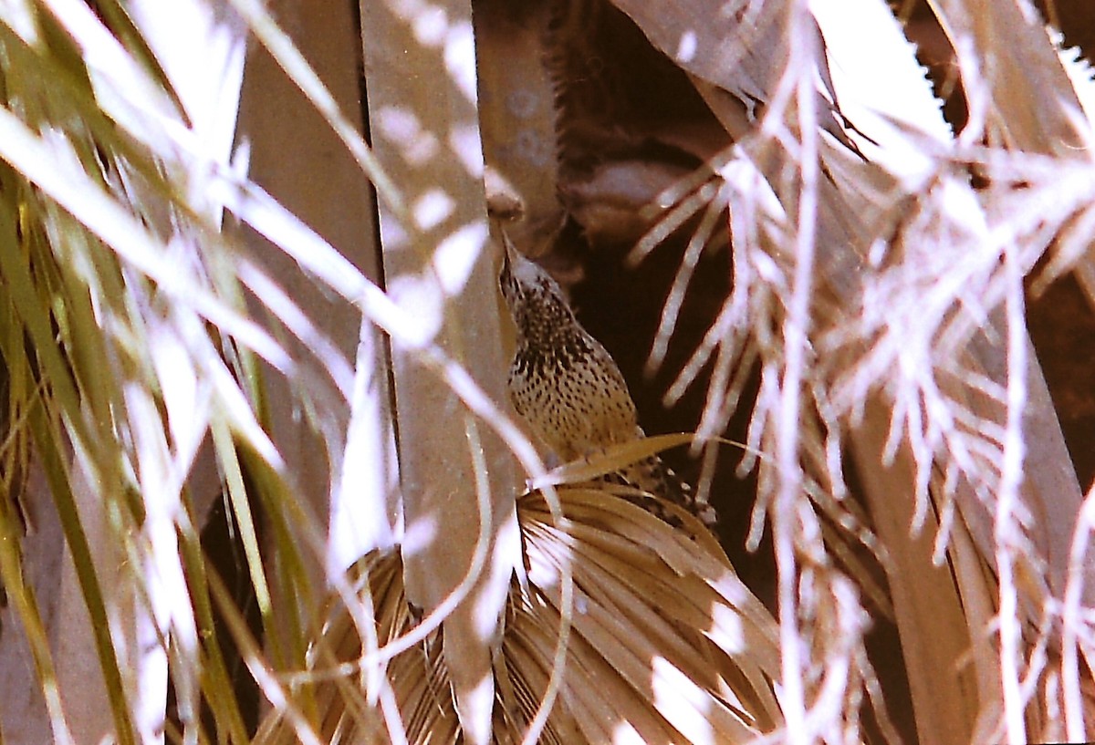 Cactus Wren - ML622764975