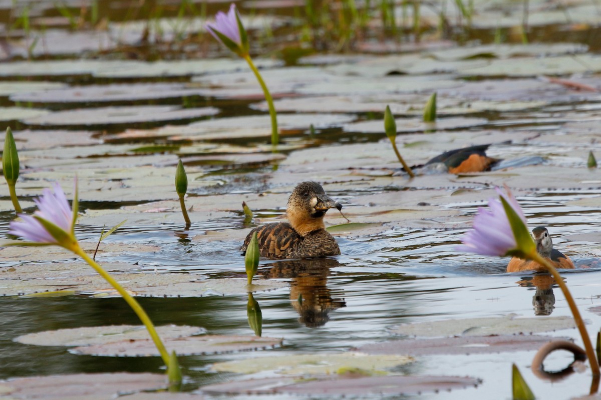 White-backed Duck - ML622764976