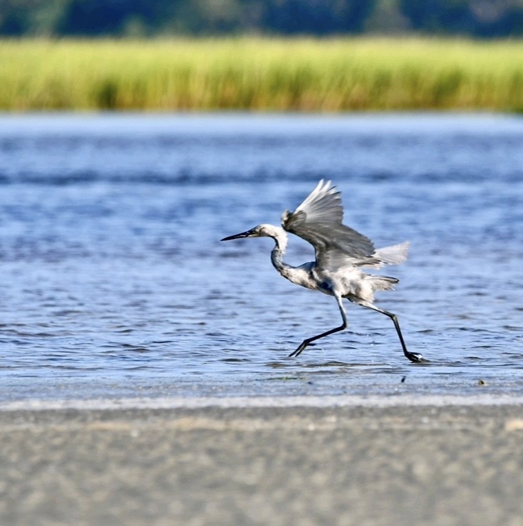 Reddish Egret - ML622765032