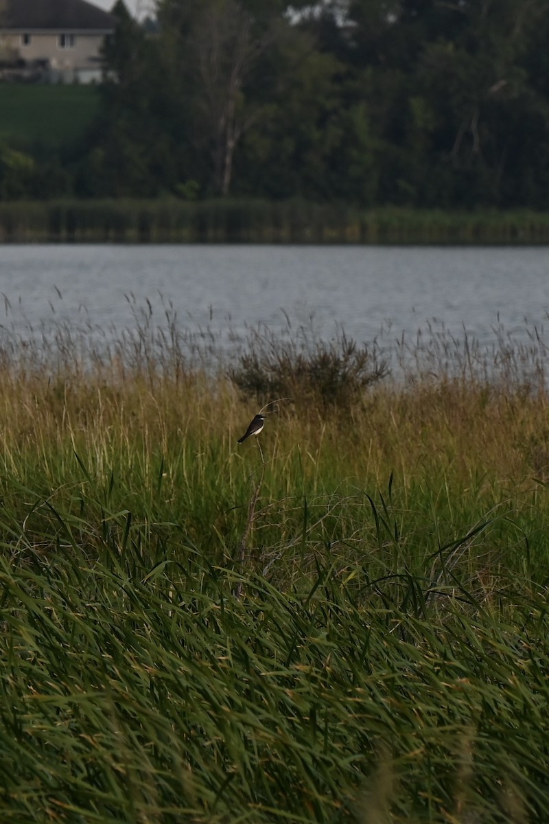 Eastern Kingbird - ML622765062