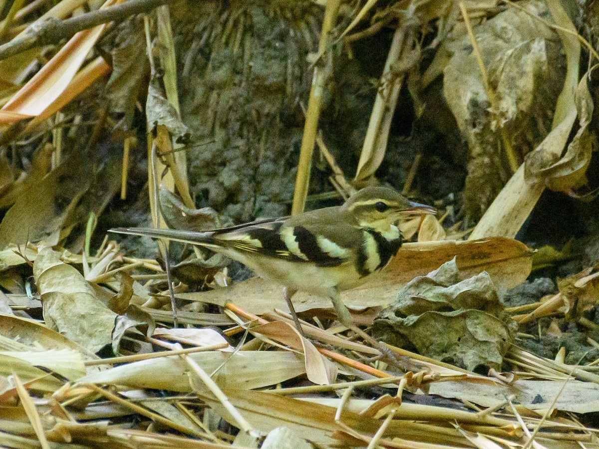 Forest Wagtail - ML622765119