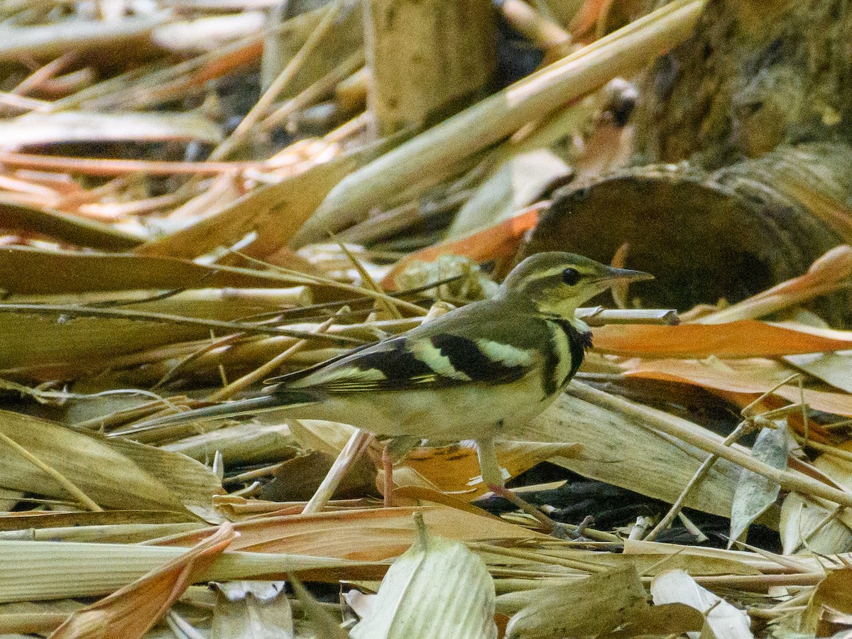 Forest Wagtail - ML622765120