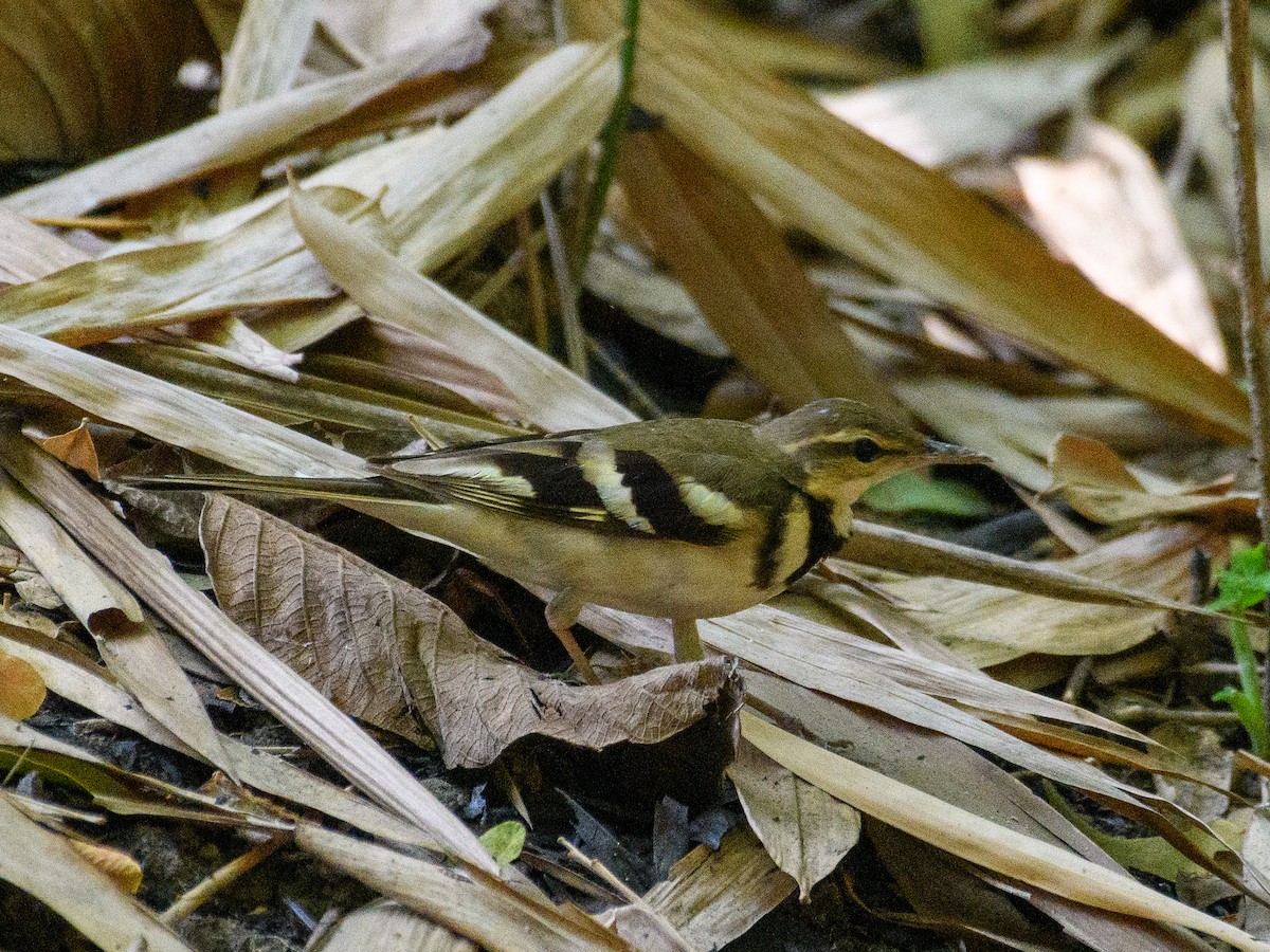 Forest Wagtail - ML622765121