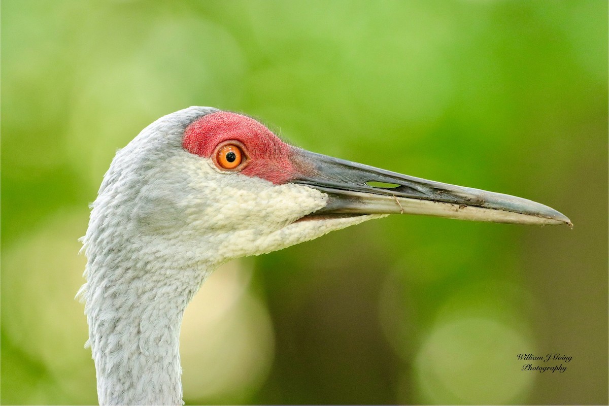 Sandhill Crane - ML622765125