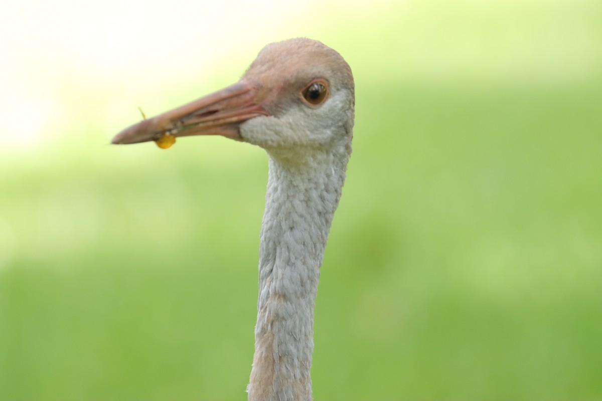 Sandhill Crane - ML622765127