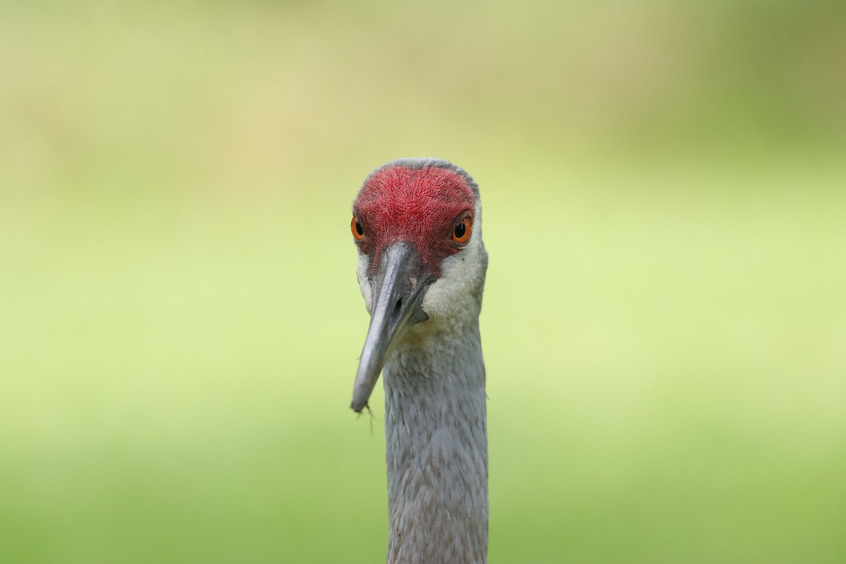 Sandhill Crane - ML622765128