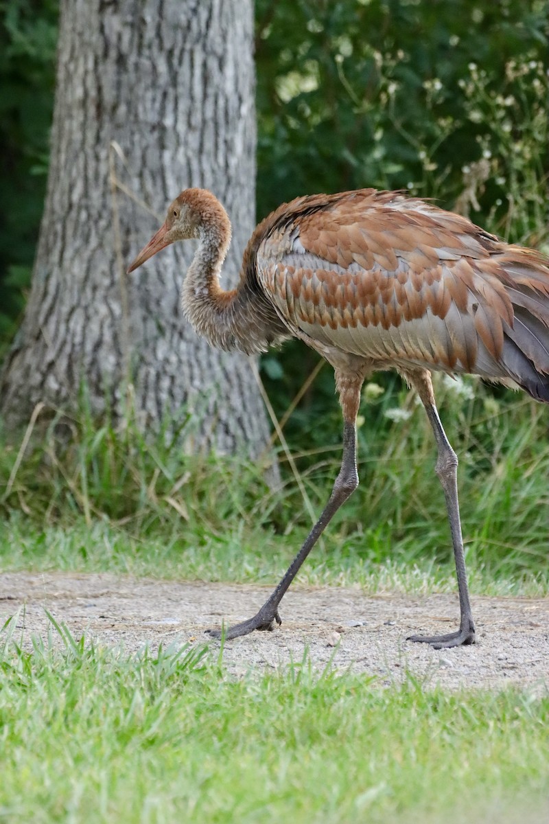 Sandhill Crane - ML622765129