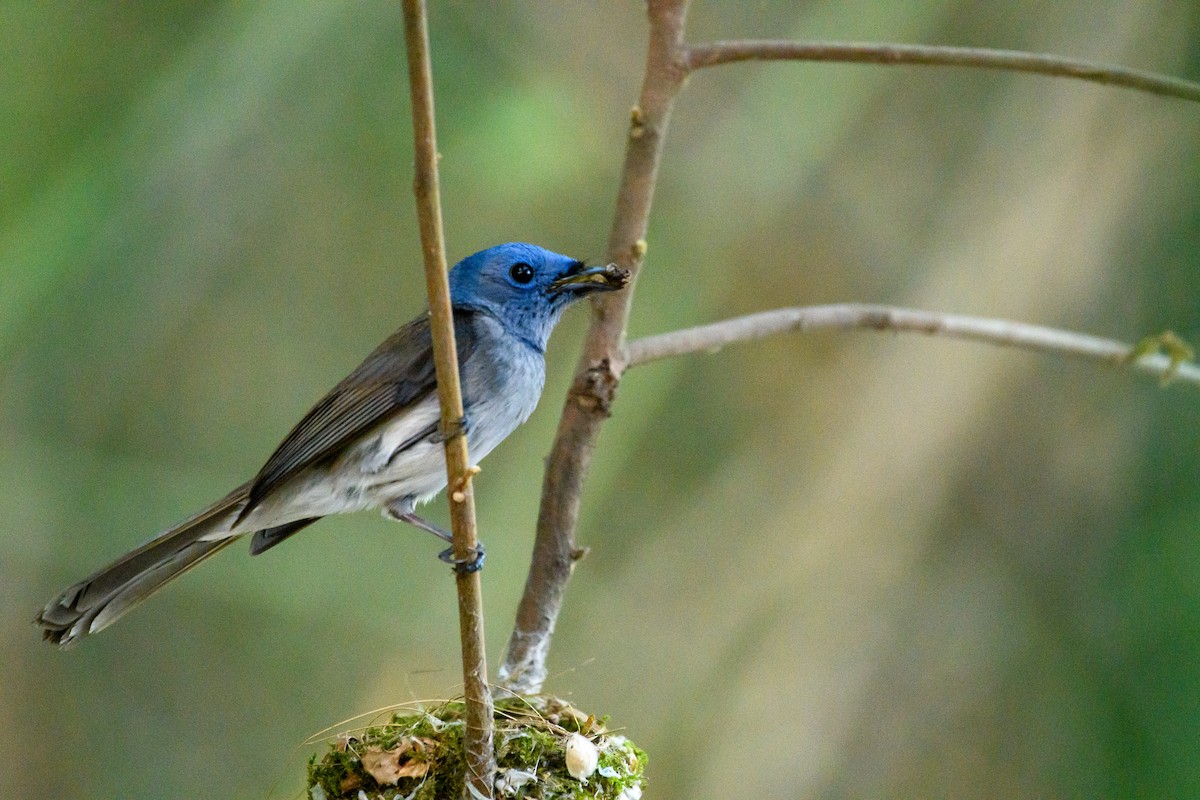 Black-naped Monarch - ML622765135