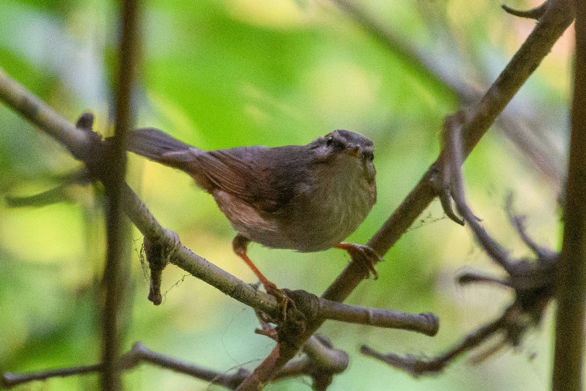 Dusky Warbler - ML622765153