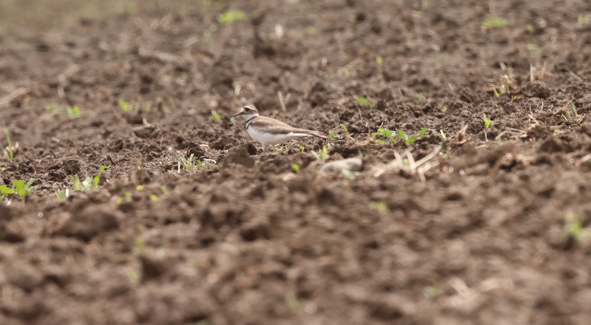 Killdeer - ML622765161