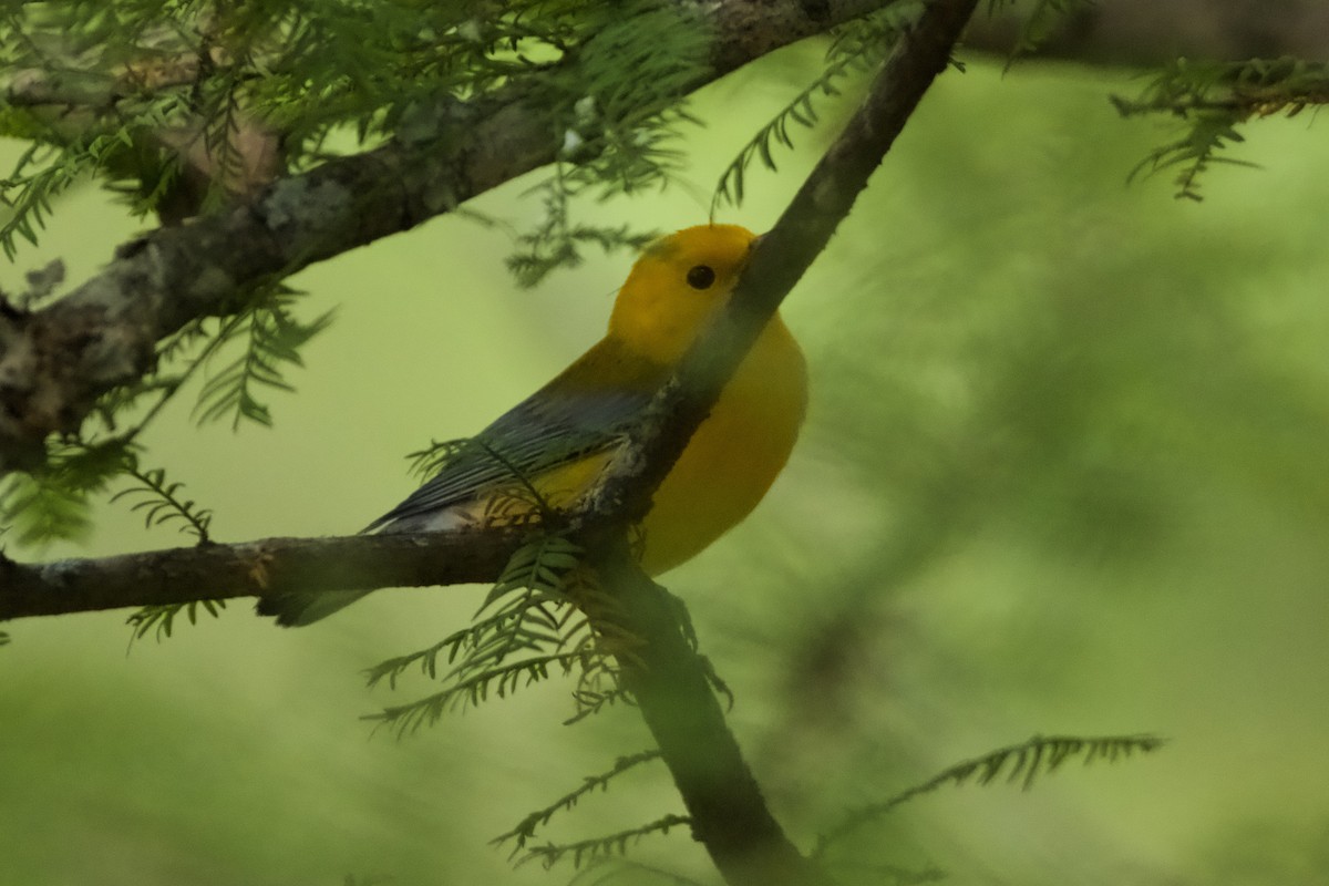 Prothonotary Warbler - ML622765172