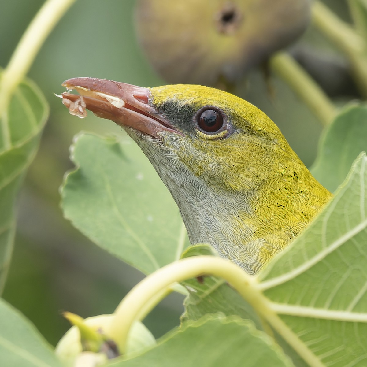 Eurasian Golden Oriole - ML622765183