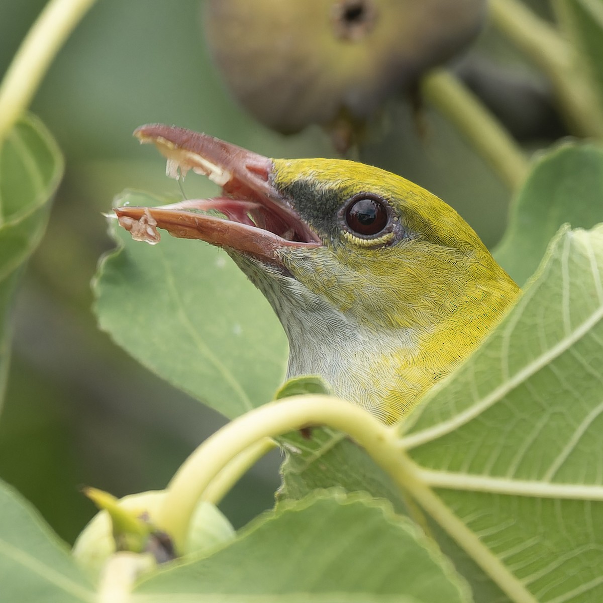 Eurasian Golden Oriole - ML622765184