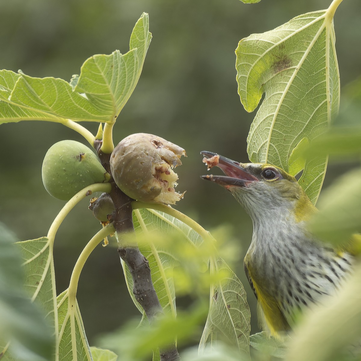 Eurasian Golden Oriole - ML622765186