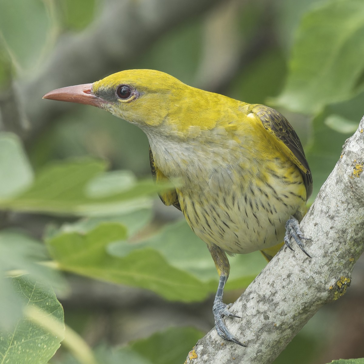 Eurasian Golden Oriole - ML622765190