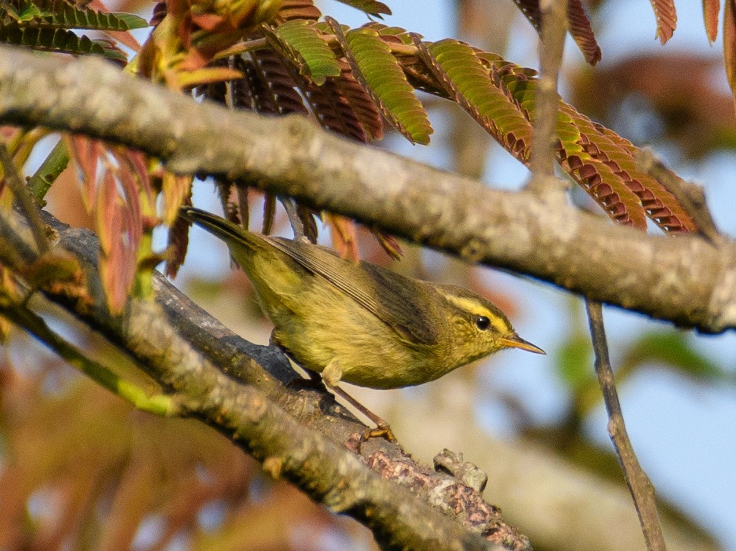 Tickell's Leaf Warbler - ML622765192