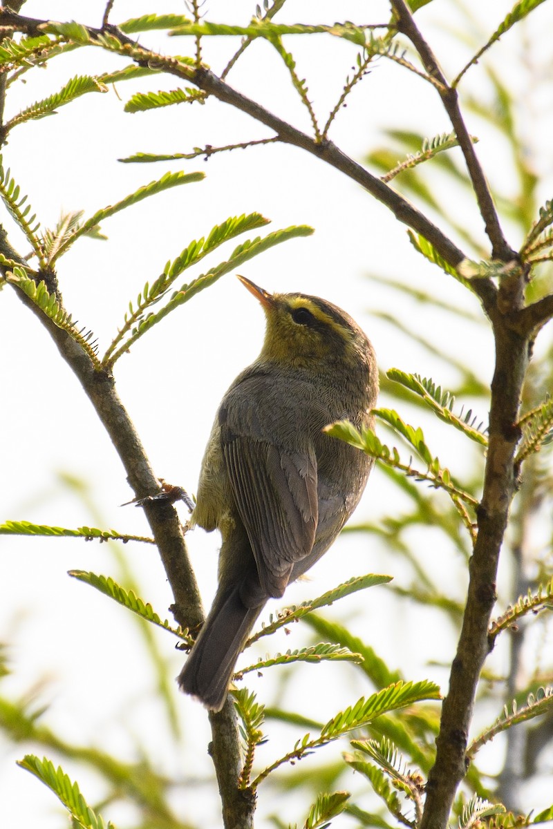 Mosquitero de Tickell/de Quinghai - ML622765193