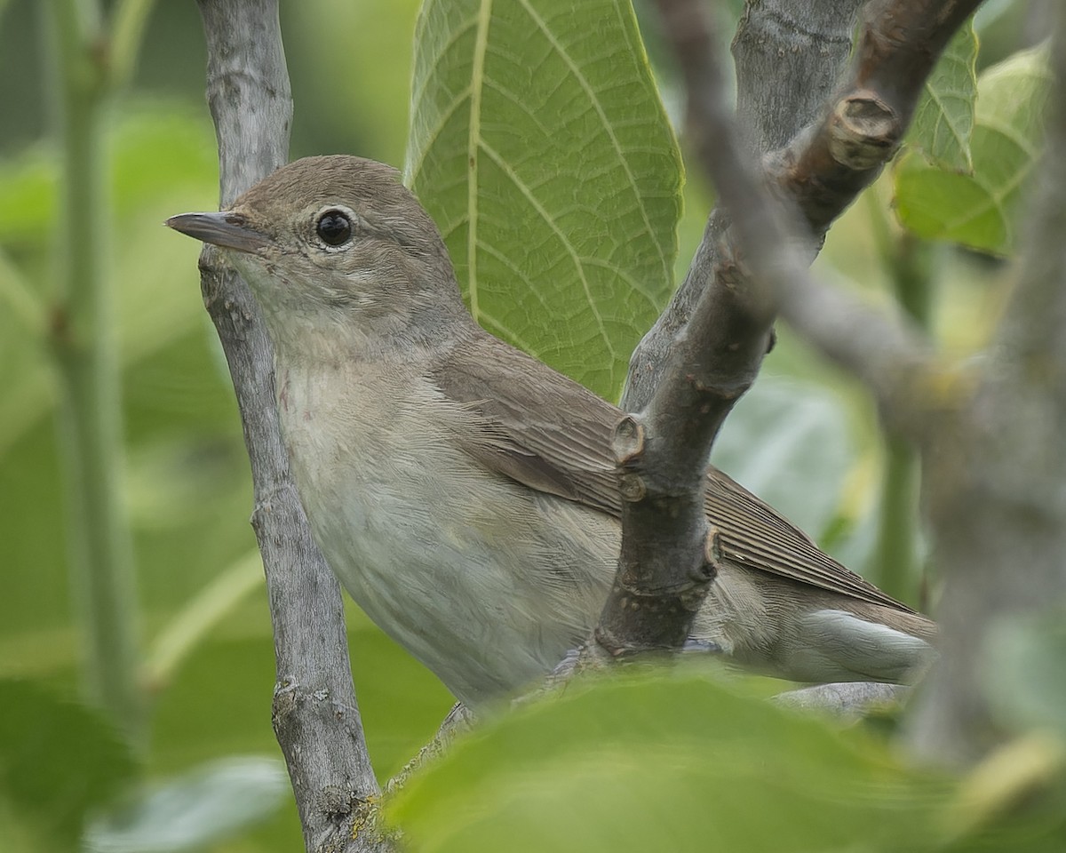 Garden Warbler - ML622765197