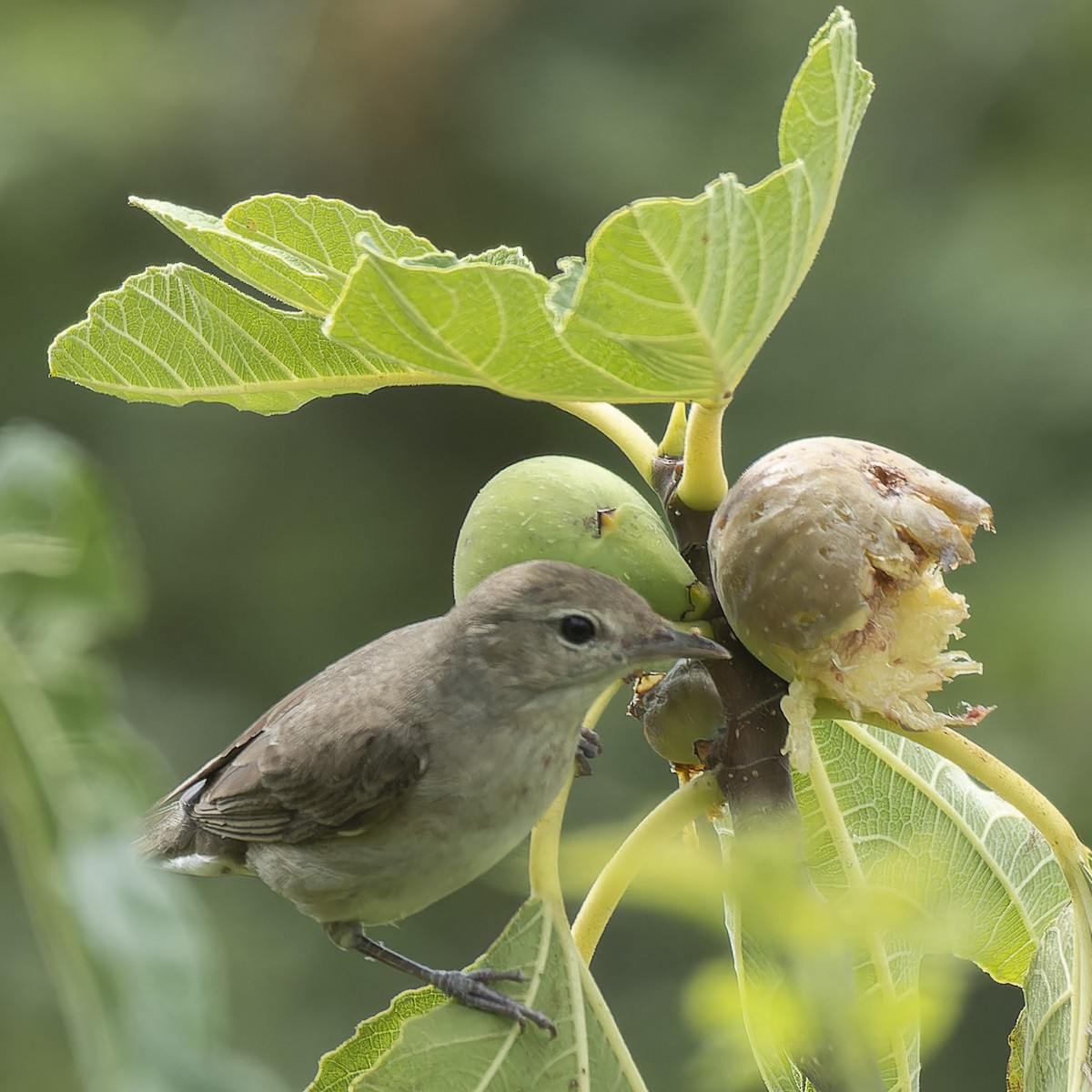 Garden Warbler - ML622765199