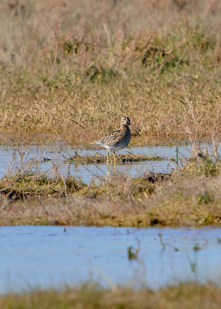 Magellanic Snipe - ML622765213