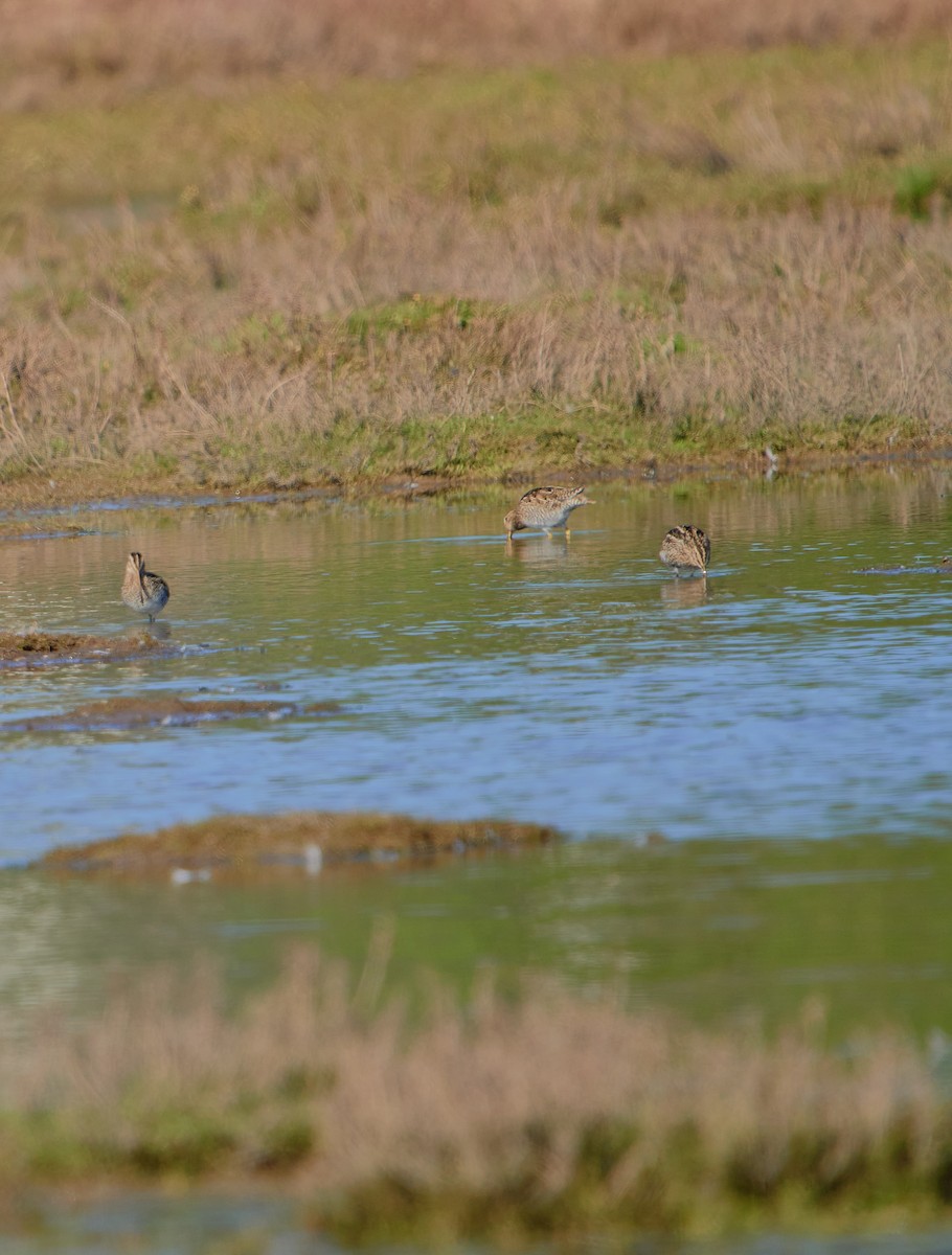 Magellanic Snipe - ML622765214