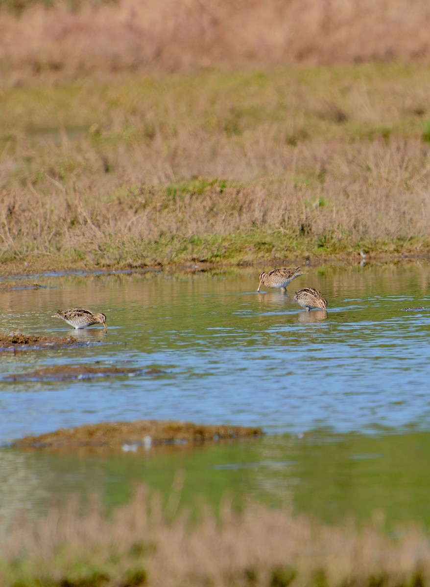 Magellanic Snipe - ML622765215