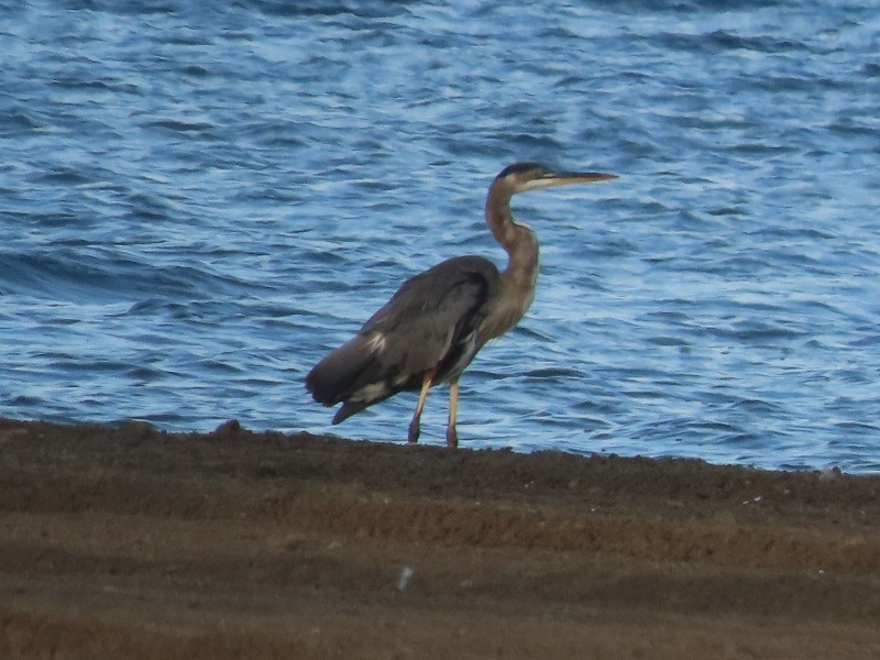 Great Blue Heron - ML622765390