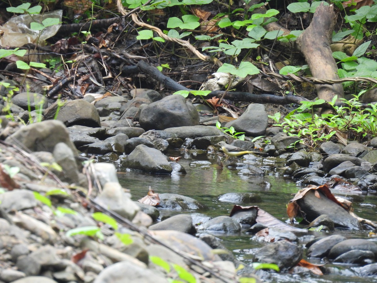 Gray Wagtail - ML622765421